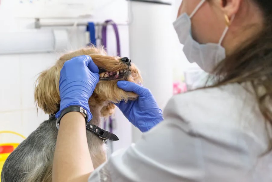 Periodontal Disease In Dogs